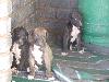 Foto 2: SA Boerwindhonde